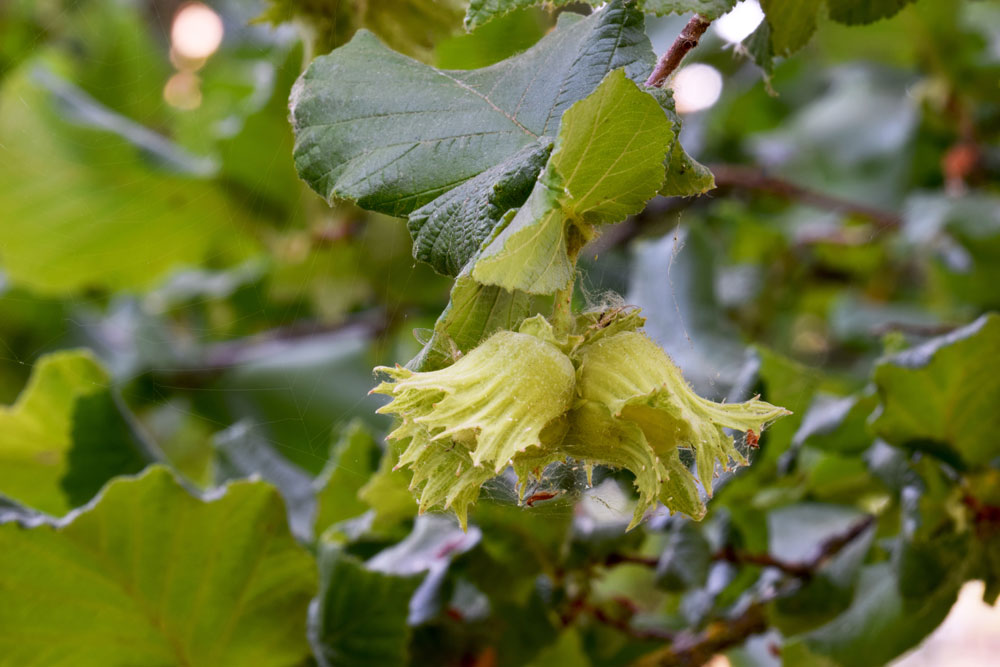 hazelnut shrub
