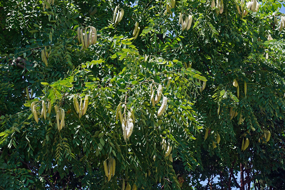 Kentucky Coffee tree