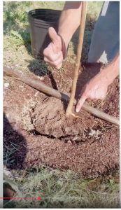 How to plant a container tree