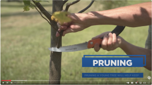 Pruning a young tree
