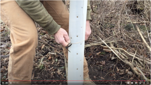 protecting a tree with a tree collar