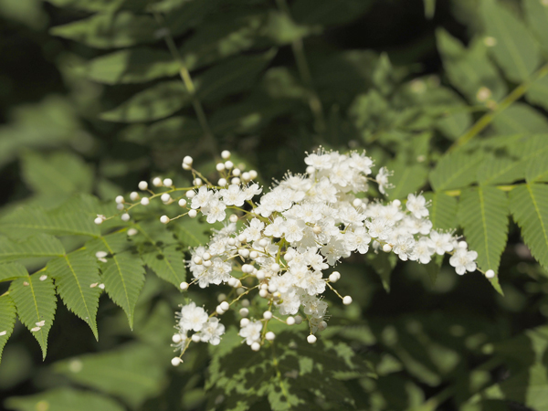blackhaw viburnum