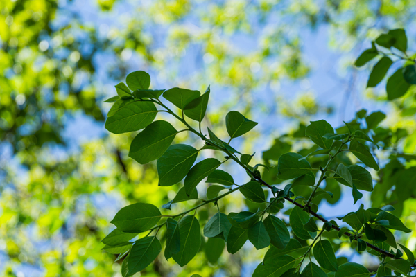 persimmon branch
