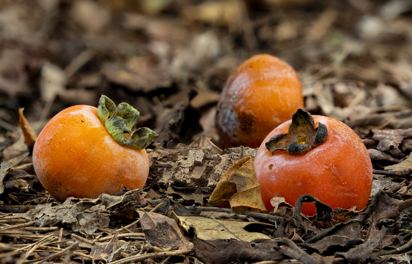 persimmon fruit