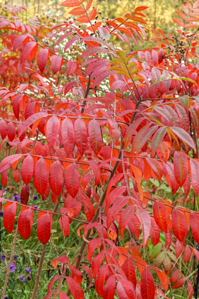 sumac flameleaved