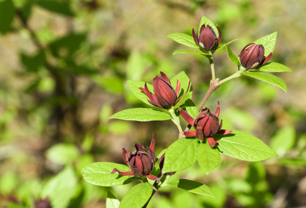 Sweetshrub